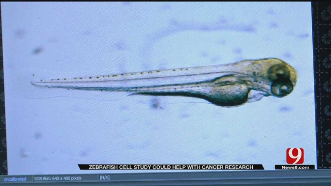 Medical Minute: Fish Cell Study