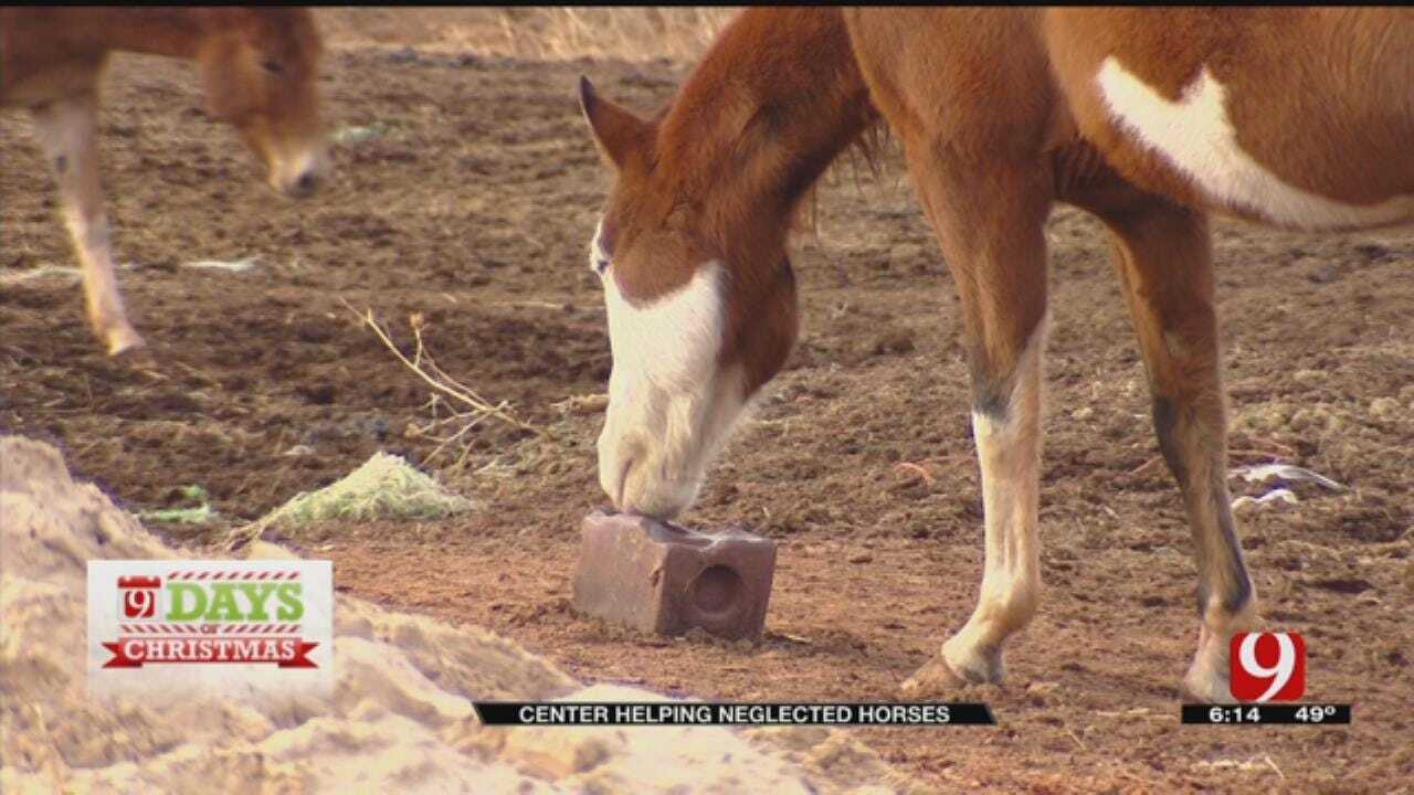 Donating To Center Helping Neglected Horses