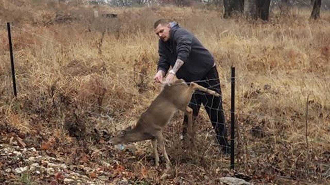 California Man Helps Rescue Oklahoma Deer