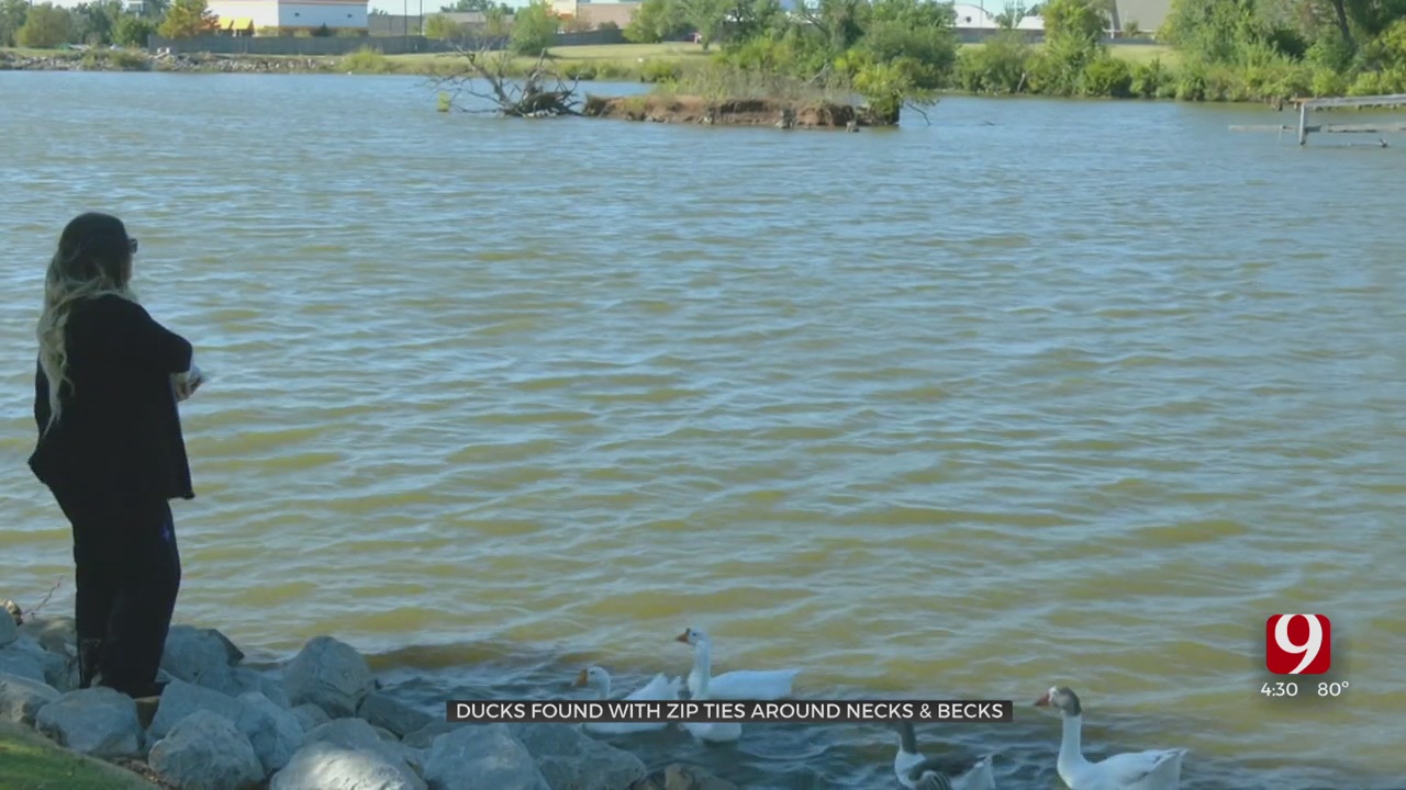 Woman Concerned After Finding Several Ducks With Zip Ties Around Necks, Beaks In SW OKC
