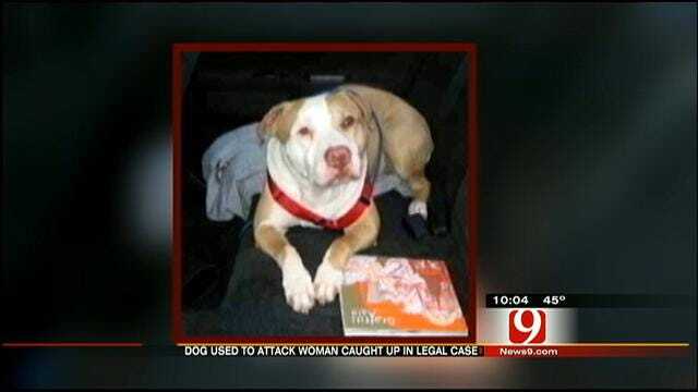 City Of Edmond Fights To Keep Pit Bull, Ordered To Attack, Alive