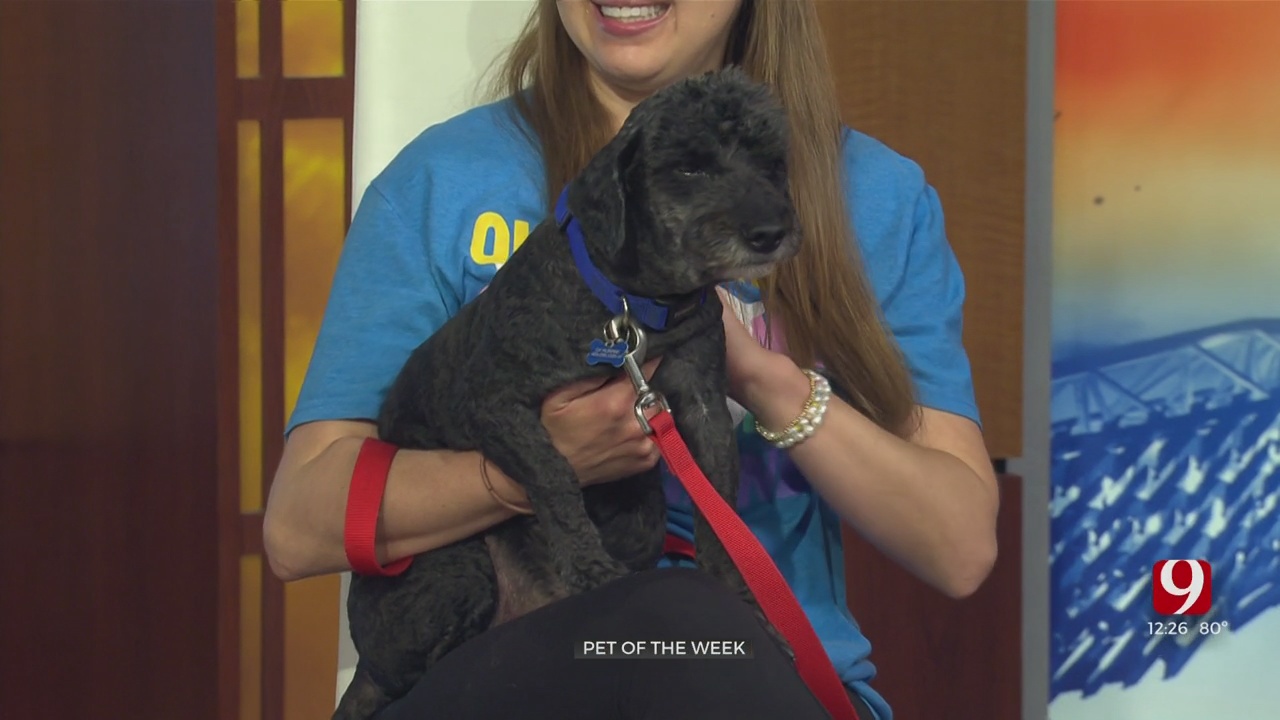Pet Of The Week: Kenneth