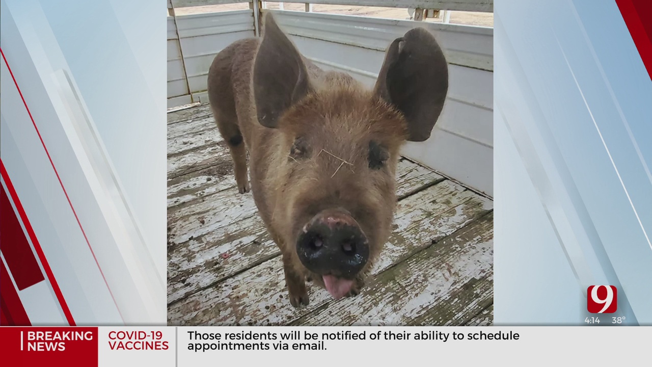 Enid Police Find Pig, Looking For Owner