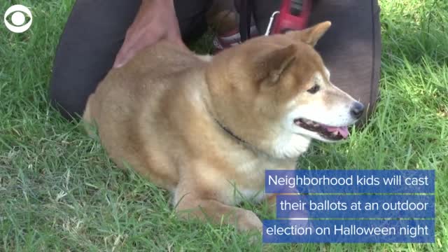 Watch: Pets Run For Mayor Of California Street