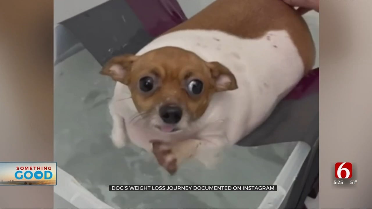 Rescued Chihuahua In Skiatook Goes Viral On Instagram With Weight Loss Journey