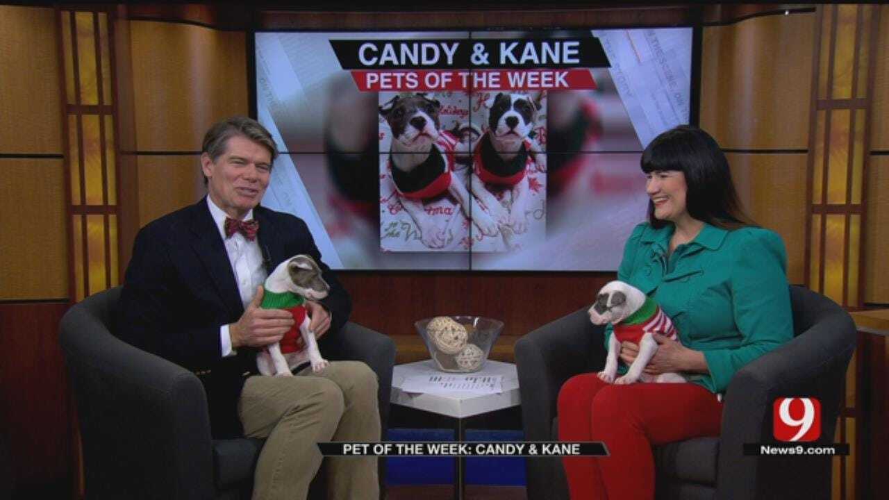 Pets of the Week: Candy & Kane