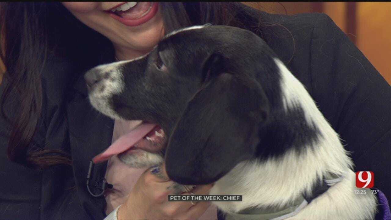 Pet Of The Week: Chief