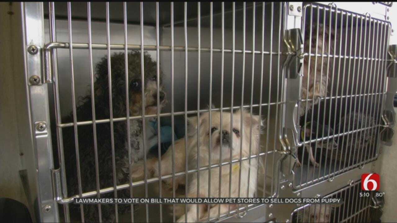 Oklahoma Bill Would Allow Pet Stores To Sell Dogs From Puppy Mills