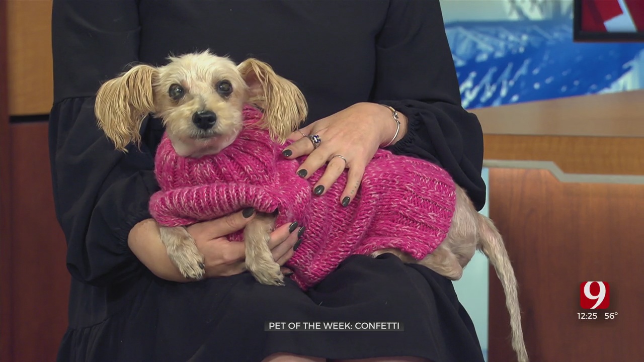 Pet of the Week: Confetti