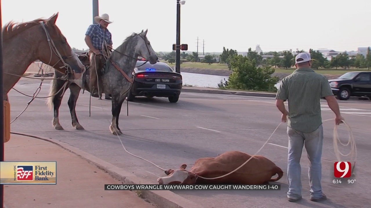 Wayward Cow On I-40 Wrangled By Heroic Cowboys 