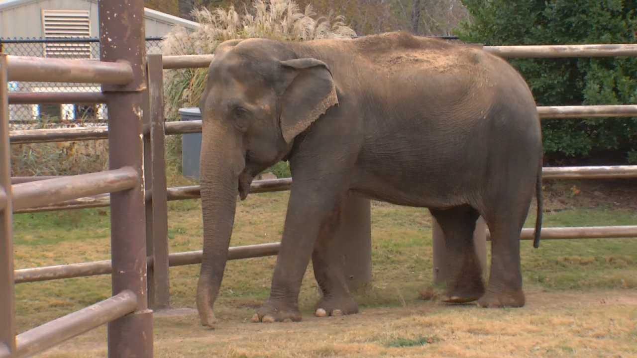 Tulsa Zoo's Oldest Elephant Enters Hospice Care