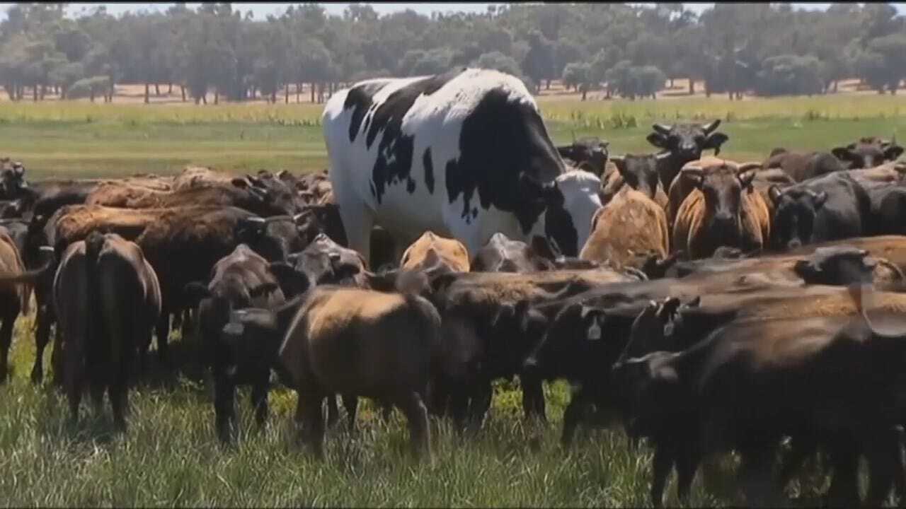 WEB EXTRA: Holy Cow