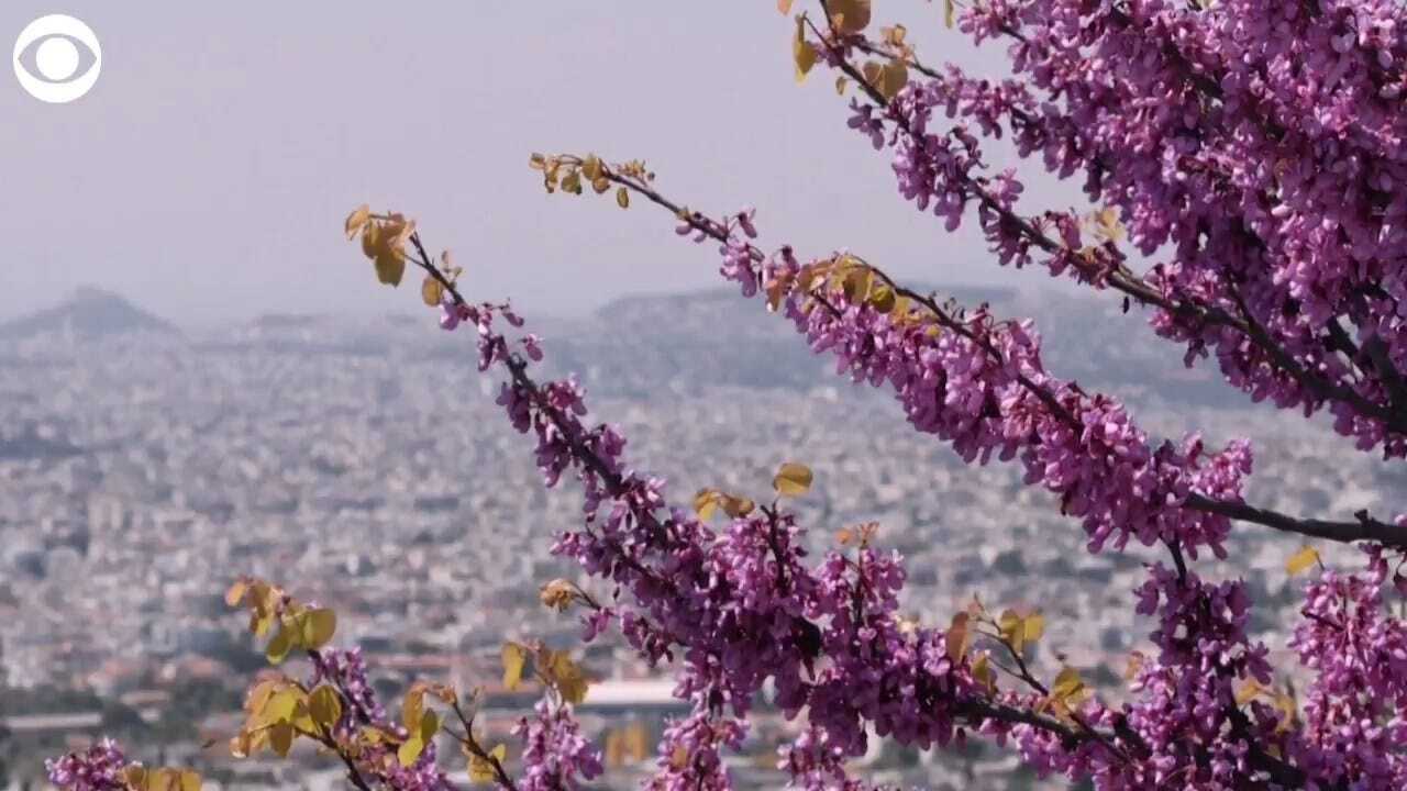 WATCH: Spring Blooms In Greece Amid Coronavirus Pandemic