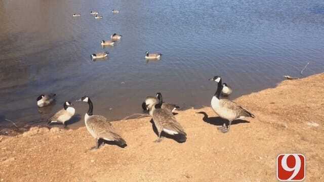 WEB EXTRA: Lisa Monahan Updates On Eviction Of Geese At Chickasha Park