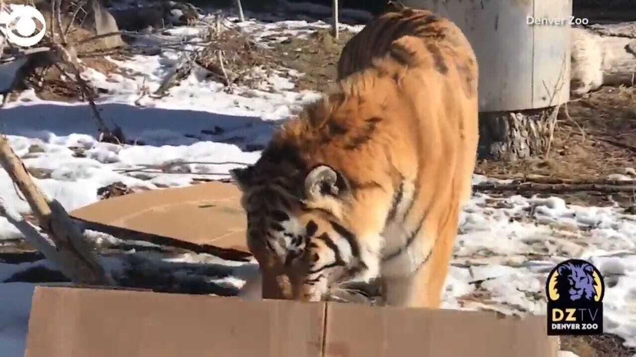 WATCH: Zoo Animals Play With Boxes For Boxing Day