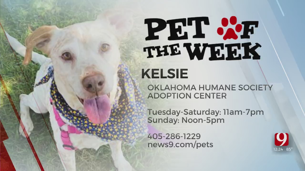 Pet Of The Week: Kelsie