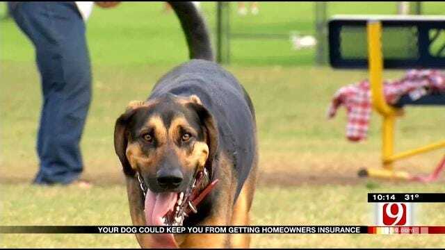 Oklahoma Pets Could Cause Problems For Owners, Insurance