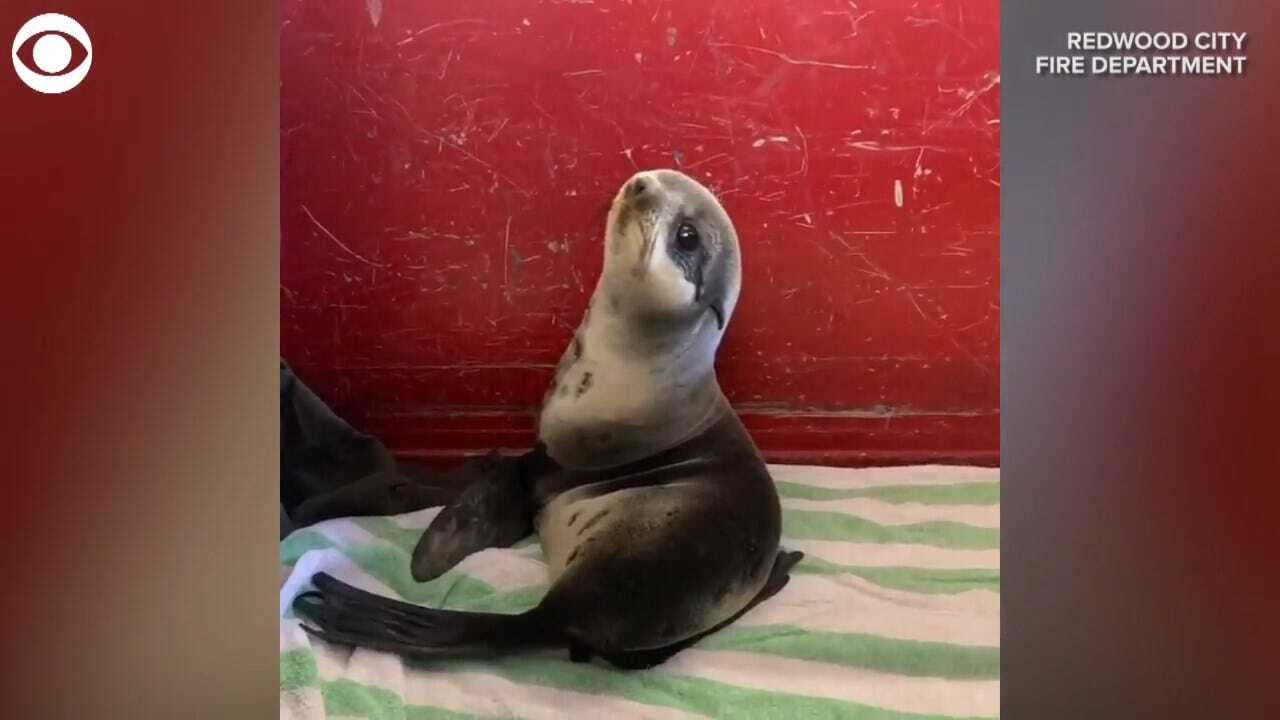 WATCH: A Sleepy Baby Seal Is Saved From A Parking Garage