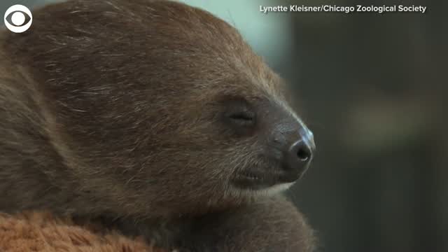 Watch: Sloth Is Newest Member Of Zoo's Animal Ambassador Program