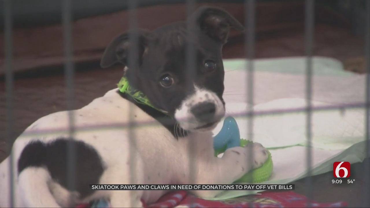 Skiatook Paws & Claws In Need Of Donations To Pay Off Vet Bills