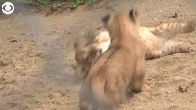 Watch: Baby Barbary Lions Play At Zoo In The Czech Republic