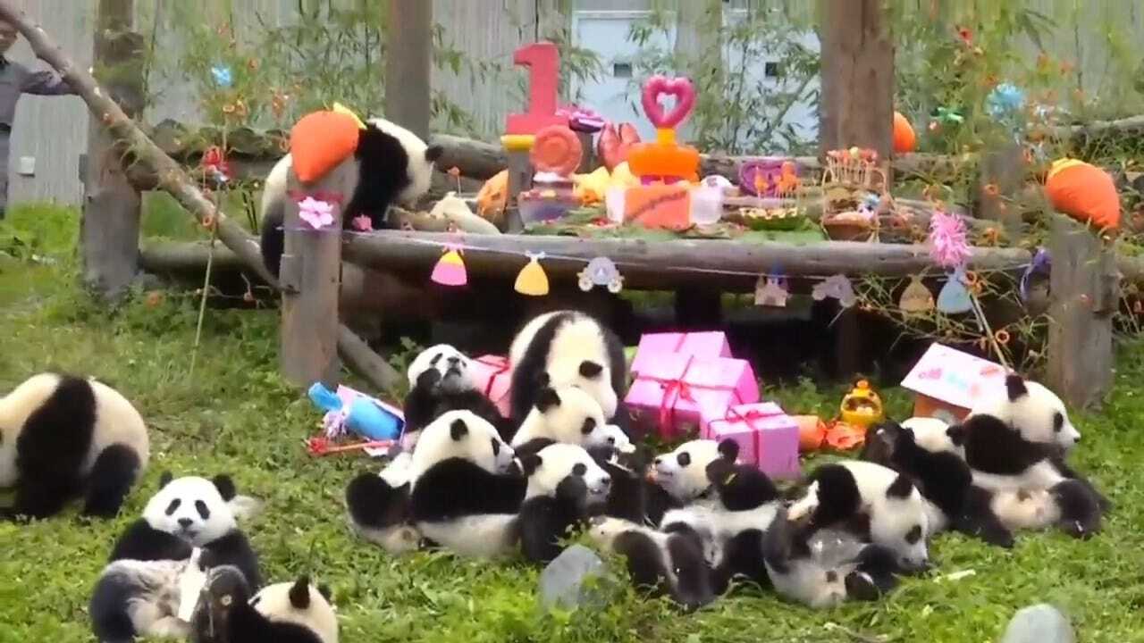 Chinese Zoo Celebrates 18 Pandas Born In 2018 With Huge Birthday Party
