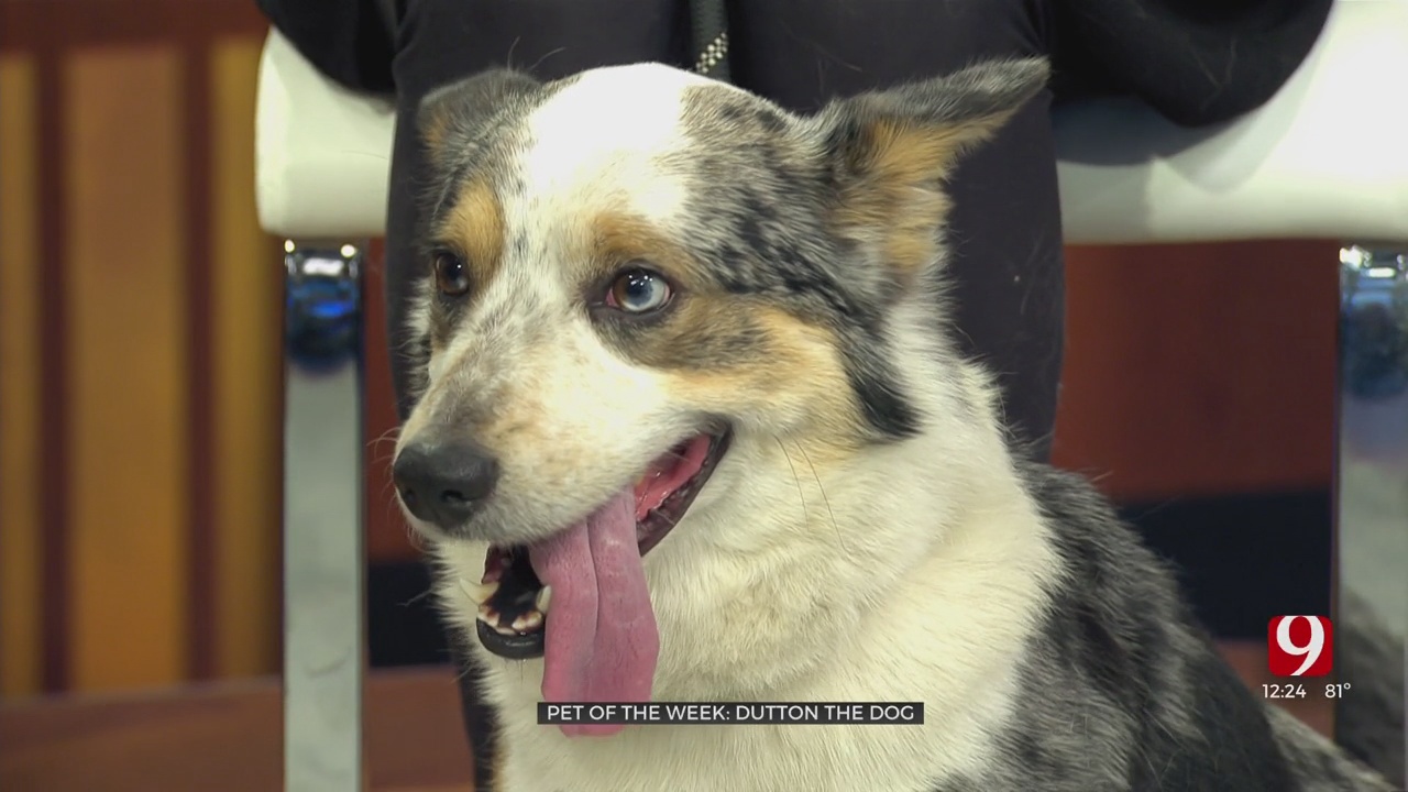 Pet Of The Week: Dutton The Dog