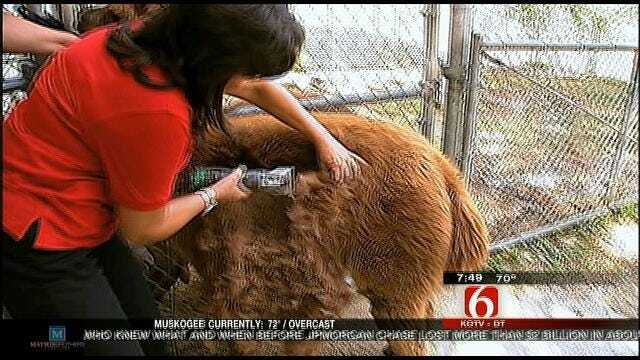 Wild Wednesday: Shaving An Alpaca