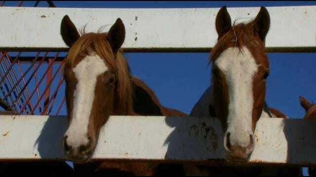 Oklahomans Discuss Lifting Ban On Horse Slaughter
