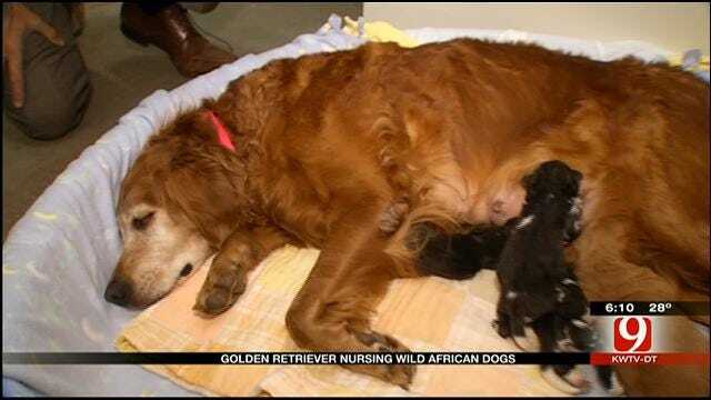 Golden Retriever Becomes Surrogate Mother To Endangered Wild Dogs