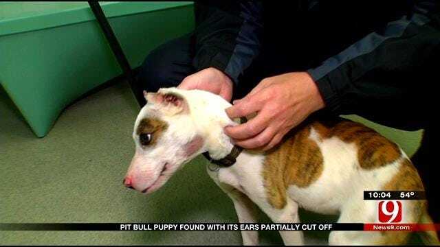 Pit Bull Mix Found Malnourished, Missing Both Ears In OKC