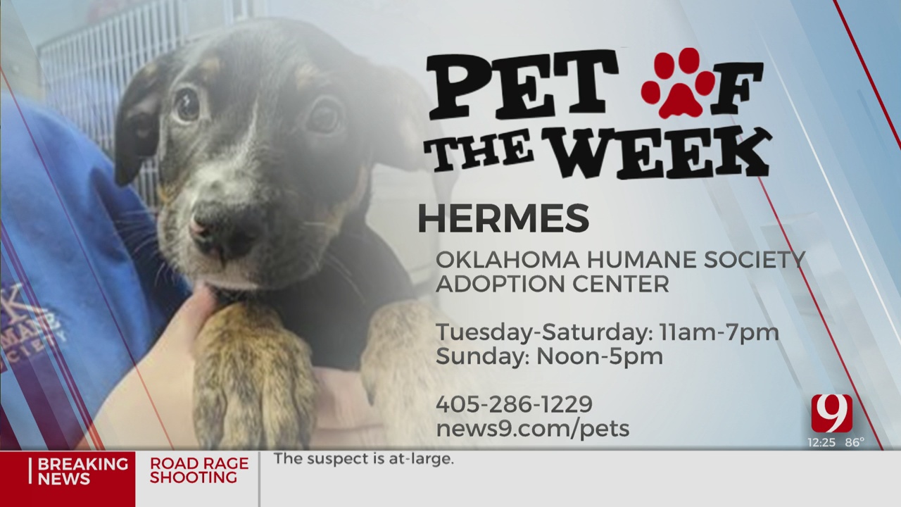 Pet Of The Week: Hermes 