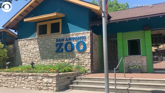 San Antonio Zoo Invites Guests To Visit Animals With Drive-Thru