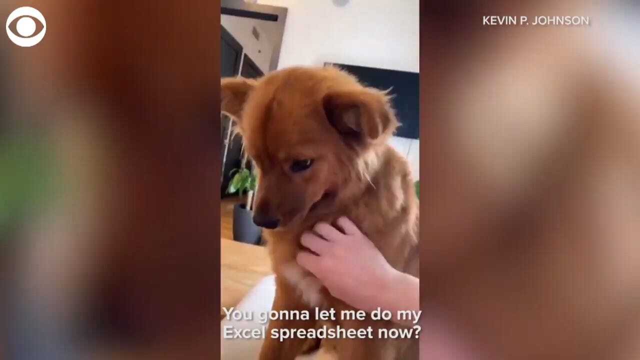 WATCH: This Dog Won't Let Its Owner Work From Home