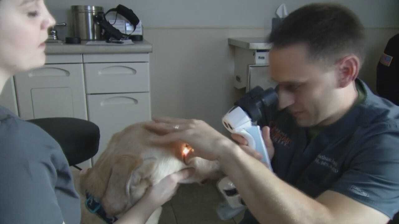 Service Dogs Get Free Eye Exams