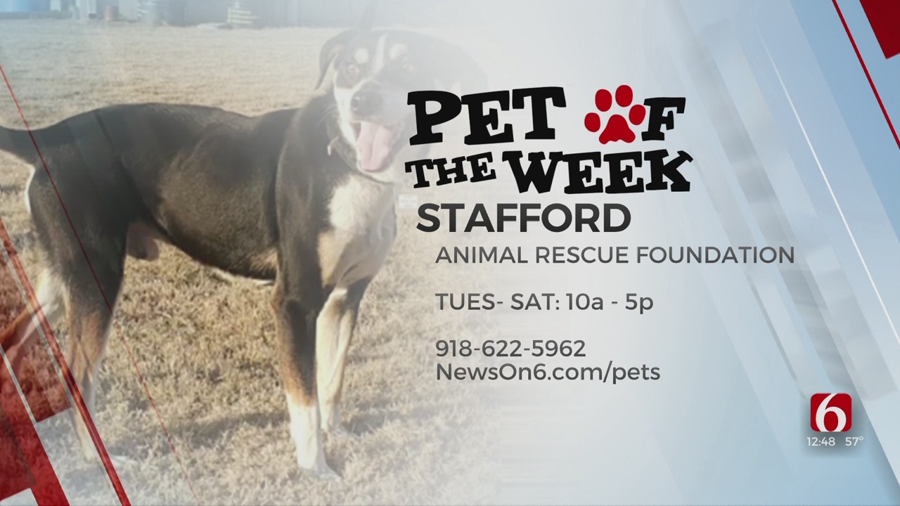 Pet of the Week: Stafford The Tri-Colored Hound Mix