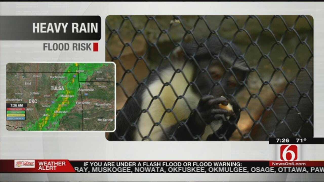 Wild Wednesday: Diana Monkeys At The Tulsa Zoo