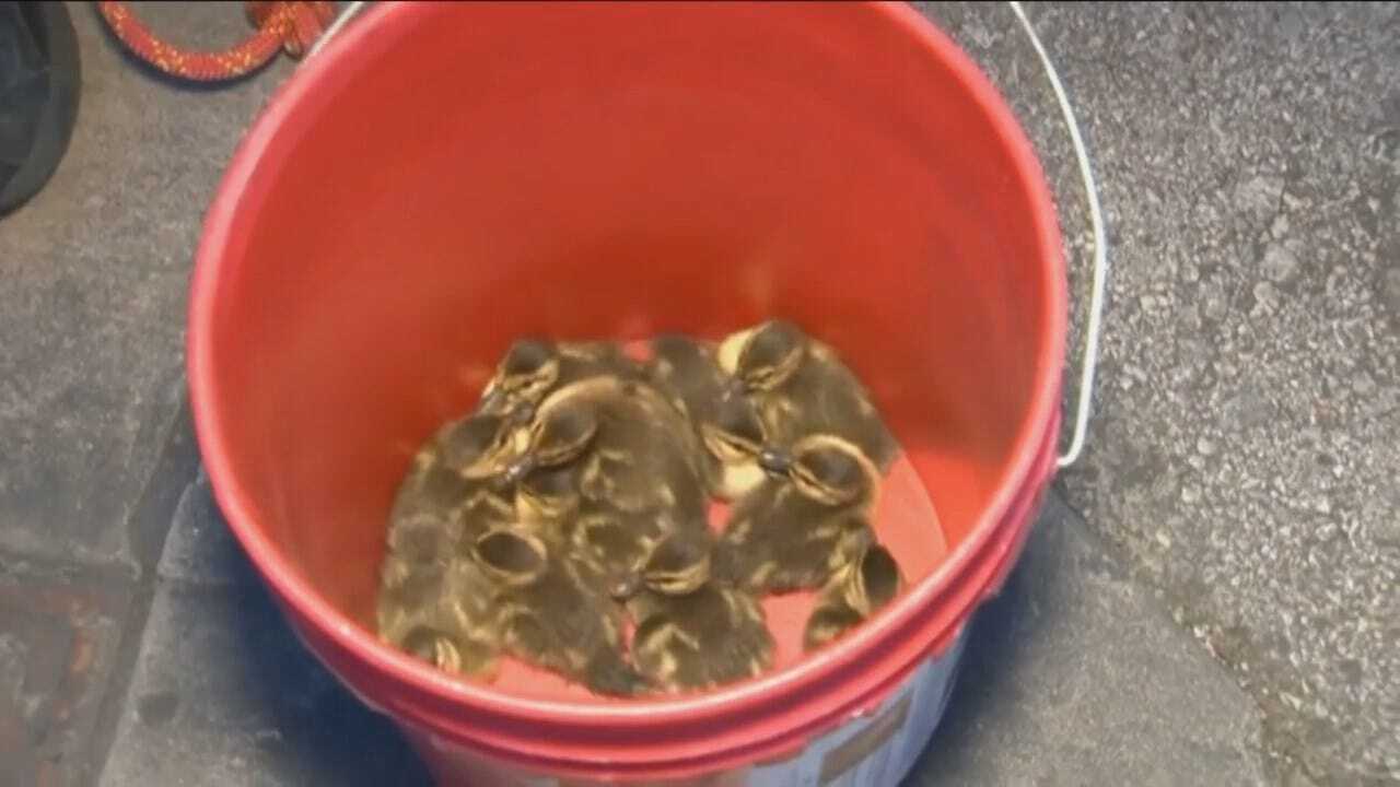 WEB EXTRA: Firefighters Rescue 12 Ducklings From Storm Drain