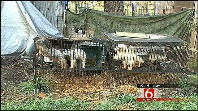Oklahoma Impact Team Investigates Oklahoma Puppy Mills