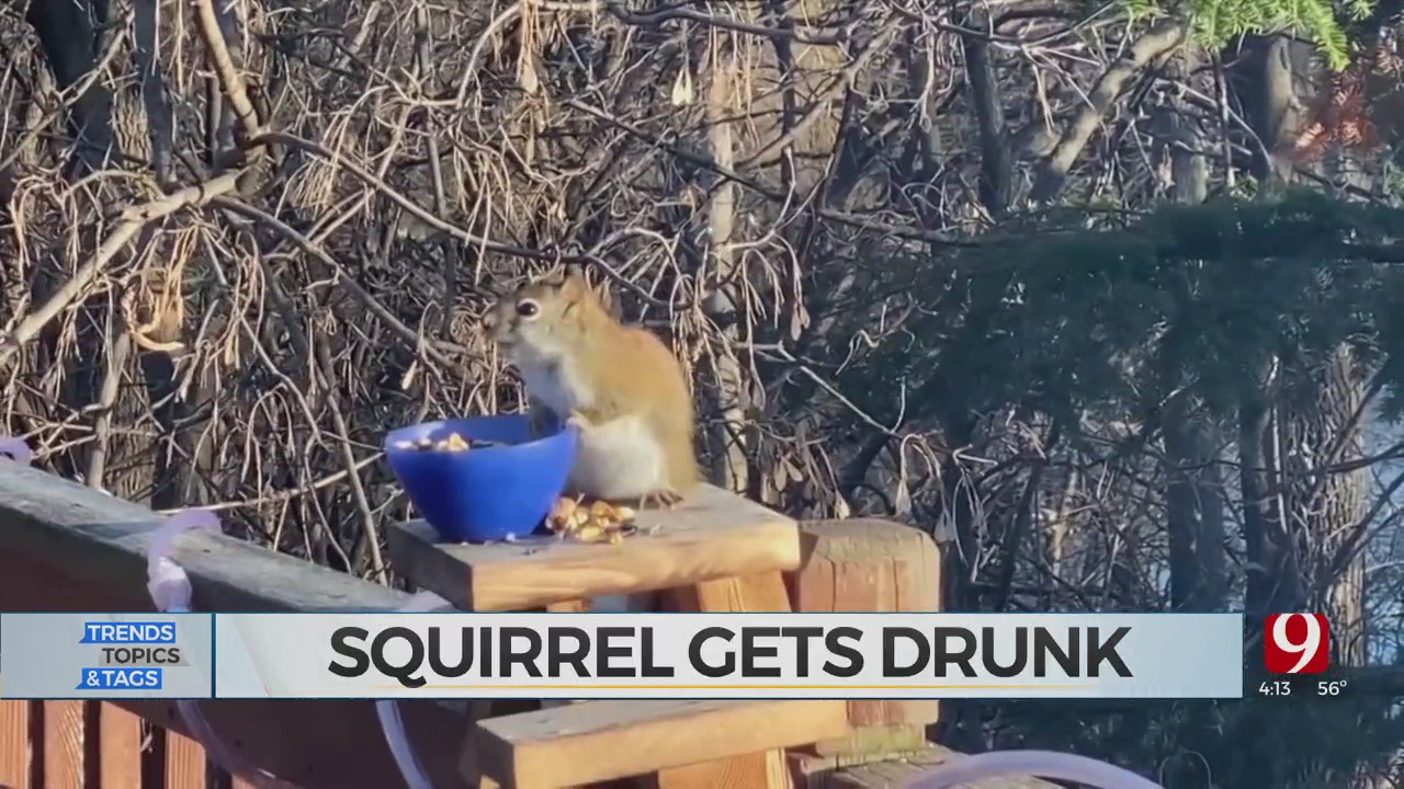 Trends, Topics & Tags: Drunk Squirrel