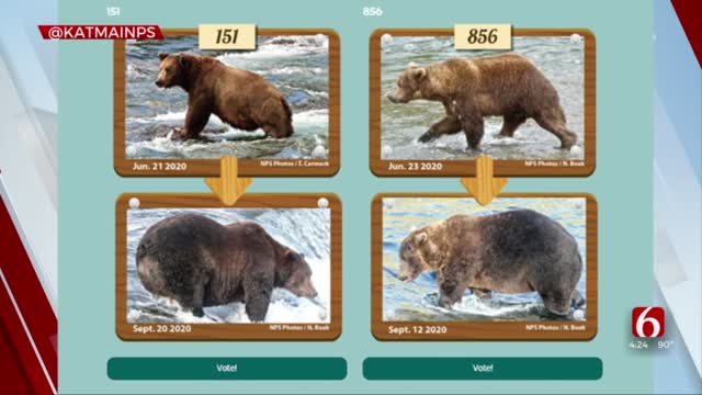 How To Take Part In Fat Bear Week At Alaskan National Park