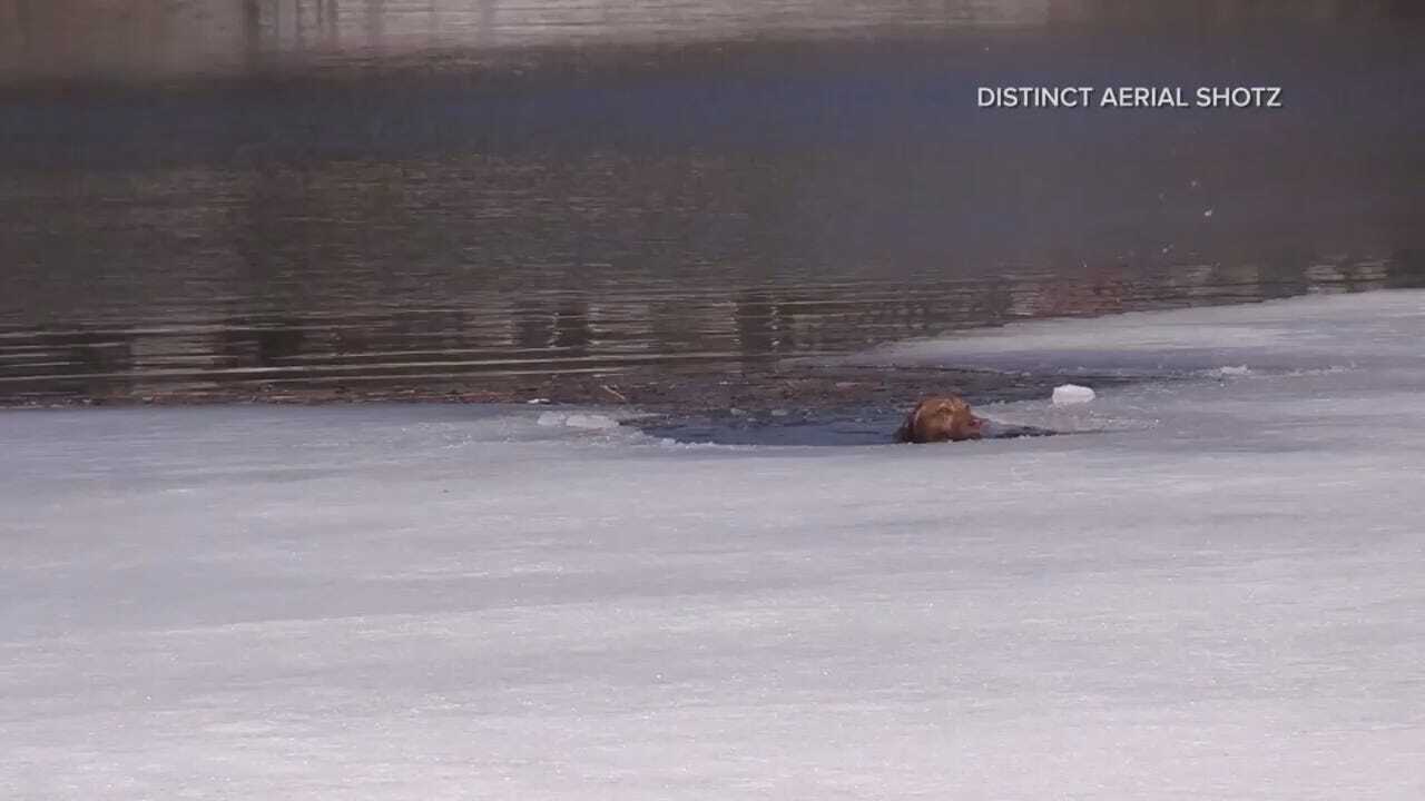 20190325 - MON0245 Caught on Cam VO Dog Rescued from Icy Water.mp4