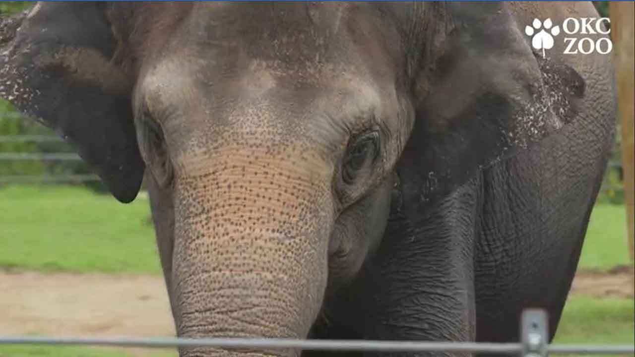 Animals Get In The Spirit For 'Haunt The Zoo' In OKC