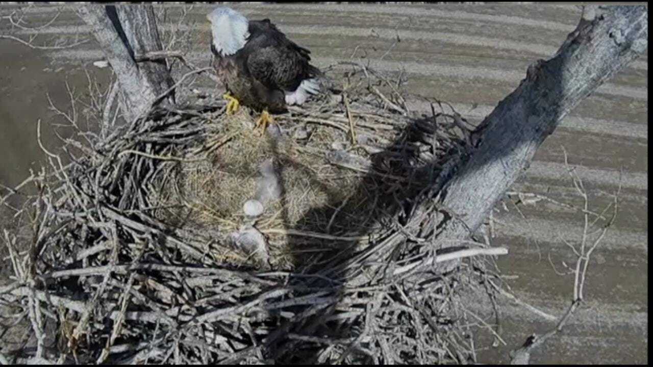 Eagle Chick Hatches On Nest In Sequoyah National Wildlife Refuge