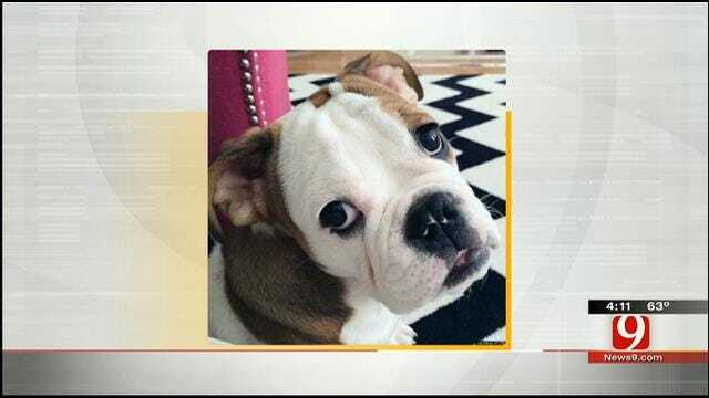 Hot Topics: Luxury Apartment Comes With A Puppy