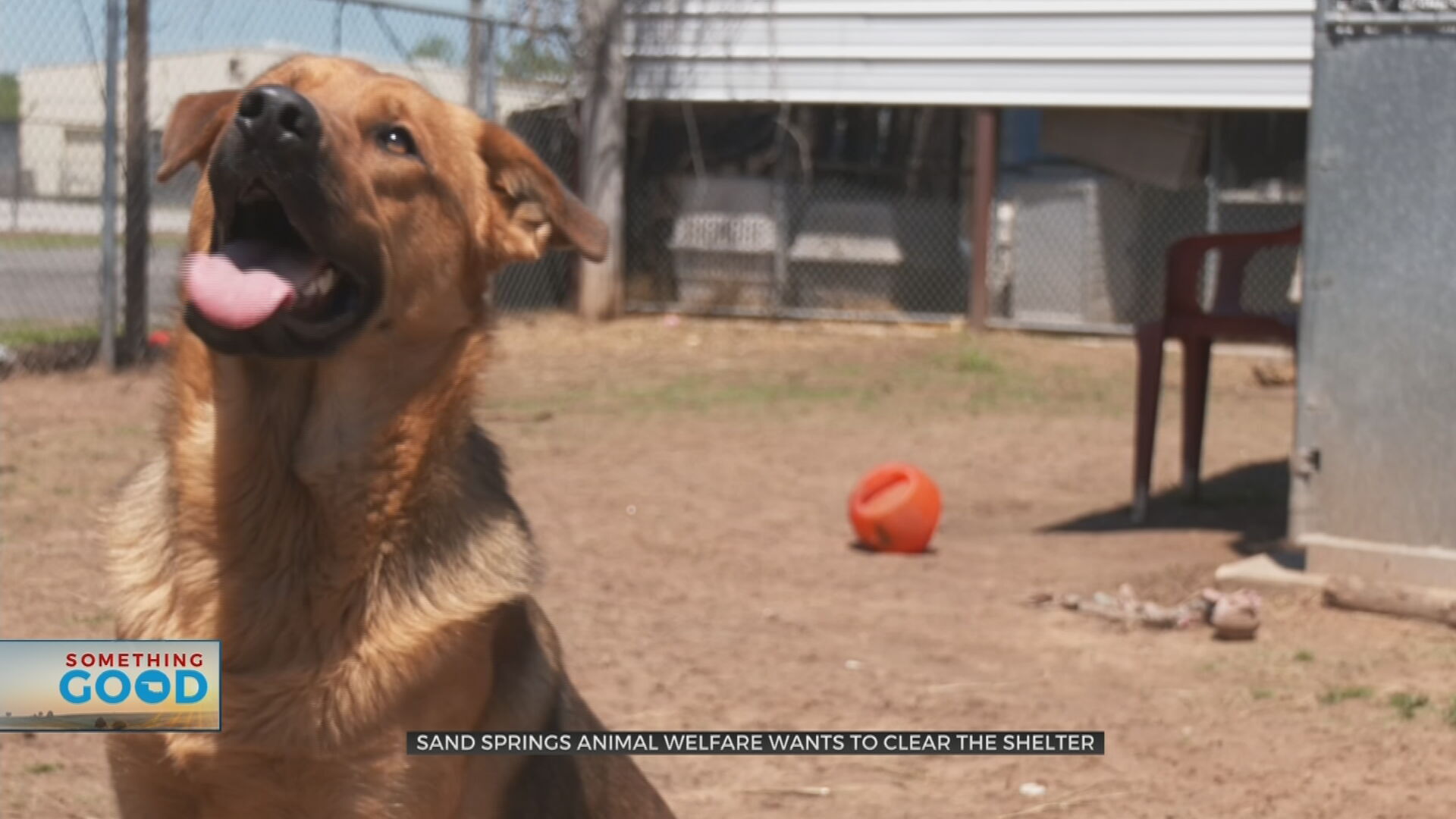 Clear The Shelter Event: Sand Springs Animal Welfare Has Your Next Best Furry Friend