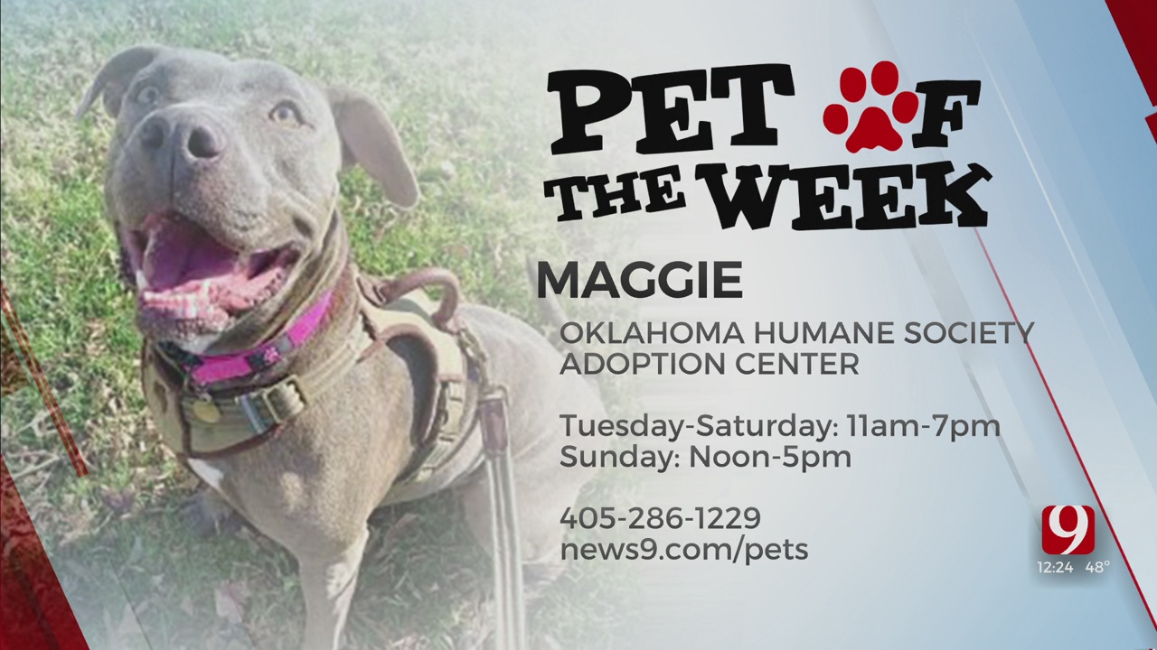 Pet Of The Week: Maggie