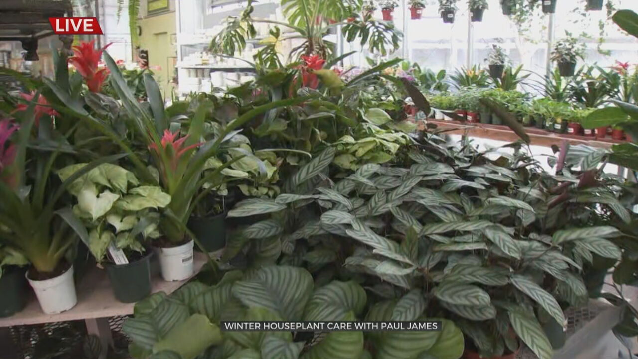 Watch: Tips From Former HGTV Gardening Star Paul James On Keeping House Plants Thriving