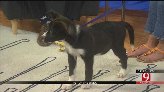 Pet Of The Week: Meet Andre Doginson