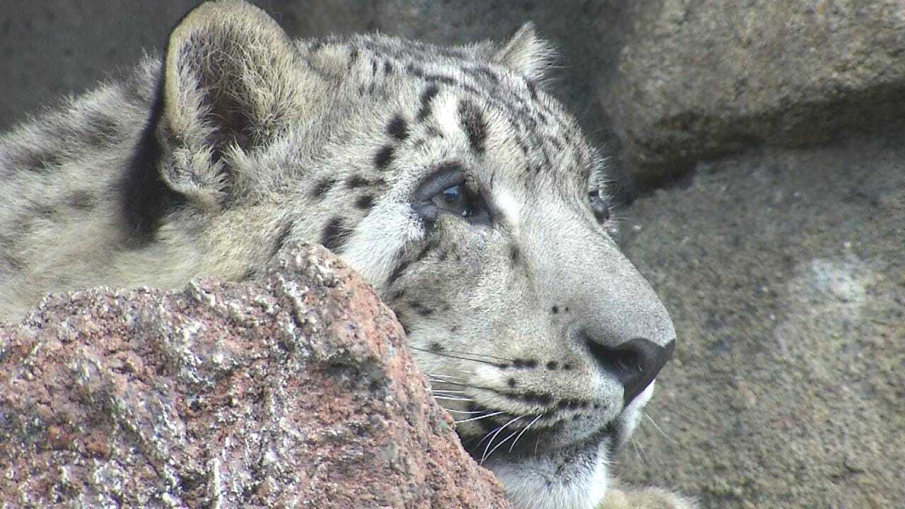 Snow Leopards In New Exhibit At Tulsa Zoo